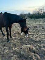 Halve stal, Dieren en Toebehoren