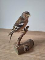 Opgezette vink - taxidermie - vintage, Collections, Collections Animaux, Enlèvement, Comme neuf, Oiseaux, Animal empaillé