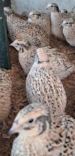 Japanse kwartelhennen