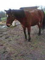 paard, Dieren en Toebehoren, Ruin