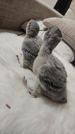 Jeunes Derbyan eam, Animaux & Accessoires, Oiseaux | Perruches & Perroquets