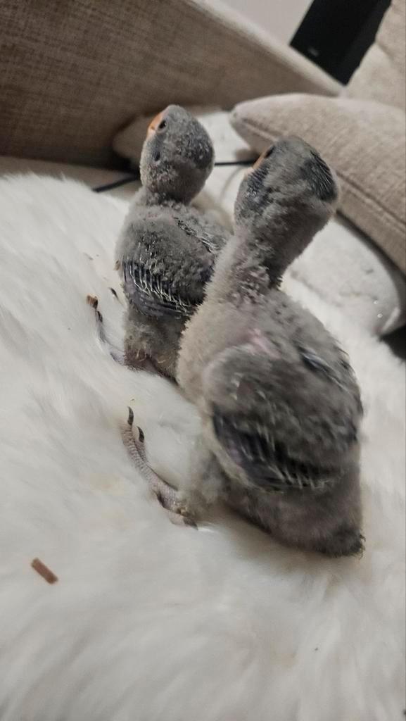 Jeunes Derbyan eam, Animaux & Accessoires, Oiseaux | Perruches & Perroquets