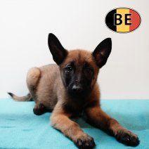 Mechelaar, reuen - Belgische pups te koop, Dieren en Toebehoren, Honden | Herdershonden en Veedrijvers, Meerdere dieren, Herder