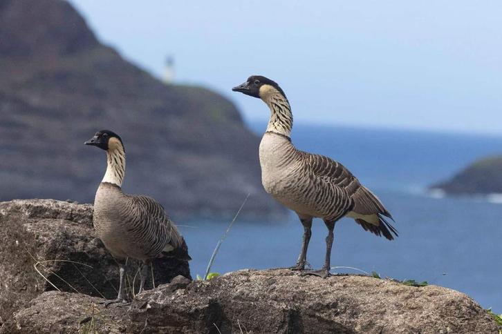 Broedeieren hawaii gans, Tickets en Kaartjes, Recreatie | Dierentuinen