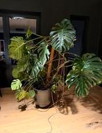 Zeer grote monstera deliciosa- volwassen en gezond (met pot), Huis en Inrichting, Kamerplanten, Ophalen