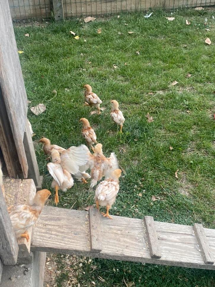 Poussins de réserve, Animaux & Accessoires, Volatiles, Autres espèces, Plusieurs animaux