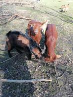 Mini bokje van 2 jaar oud. 40cm schofthoogte, Dieren en Toebehoren, Schapen, Geiten en Varkens