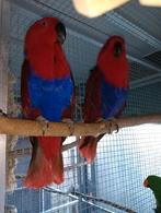 Eclectus Edelpapegaai, Dieren en Toebehoren, Vogels | Parkieten en Papegaaien