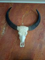 Echte buffel kop met horens vintage curiosa, Verzamelen, Dierenverzamelingen, Ophalen, Schedel
