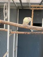 Koppel kakariki’s, Dieren en Toebehoren, Meerdere dieren, Parkiet, Geringd