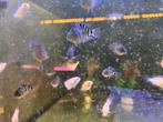 Amatitlania nigrofasciata - Zebra Cichlide 3cm, Dieren en Toebehoren, Vissen | Aquariumvissen, Vis, Zoetwatervis