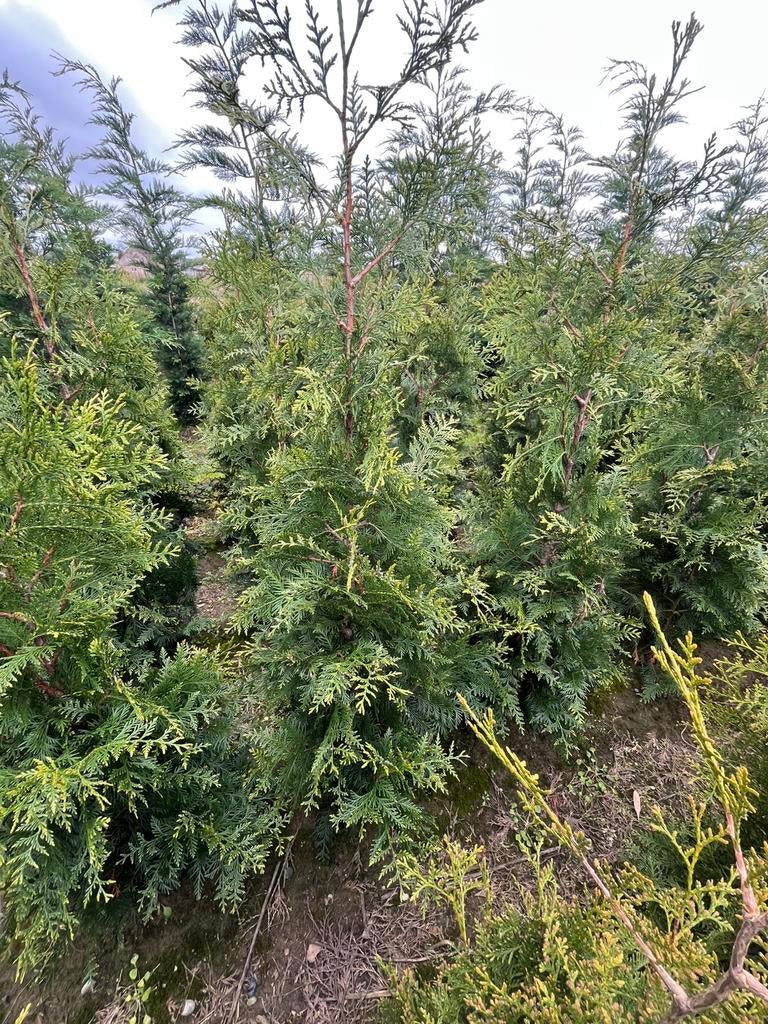 Coniferen ,haagplanten, Ophalen of Verzenden, Haag