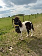 Ruine des Shetlander à vendre, Animaux & Accessoires, Hongre