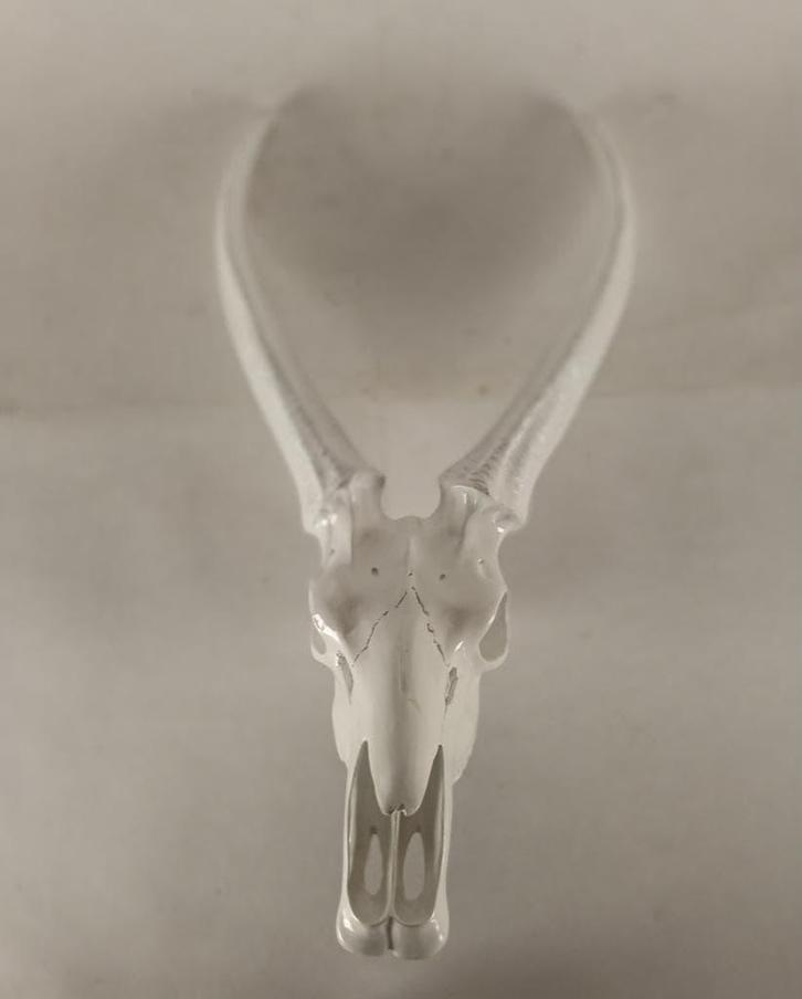 Decoratieve schedel (polyester), Verzamelen, Dierenverzamelingen, Zo goed als nieuw, Schedel, Ophalen of Verzenden