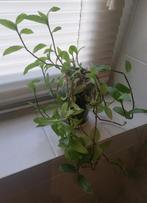 Echange ou vend misère verte, Enlèvement