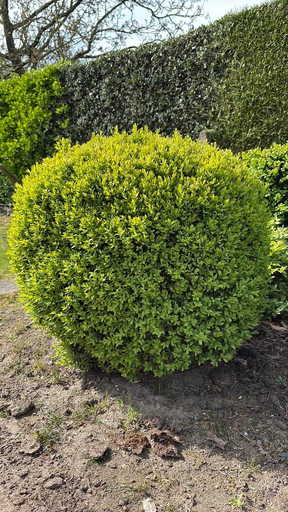 Buxus bollen, Tuin en Terras, Planten | Struiken en Hagen, Ophalen, Buxus, Struik, Minder dan 100 cm