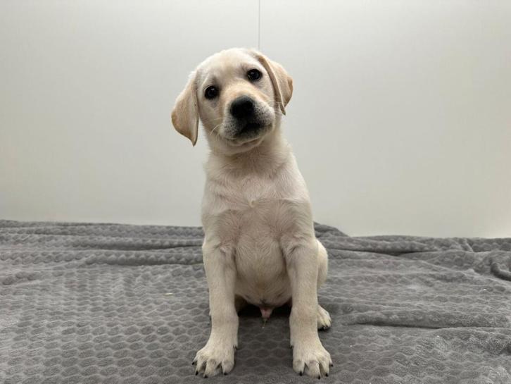 Labrador Retriever pups, Dieren en Toebehoren, Honden | Retrievers, Spaniëls en Waterhonden, Reu, Labrador retriever, Fokker | Professioneel