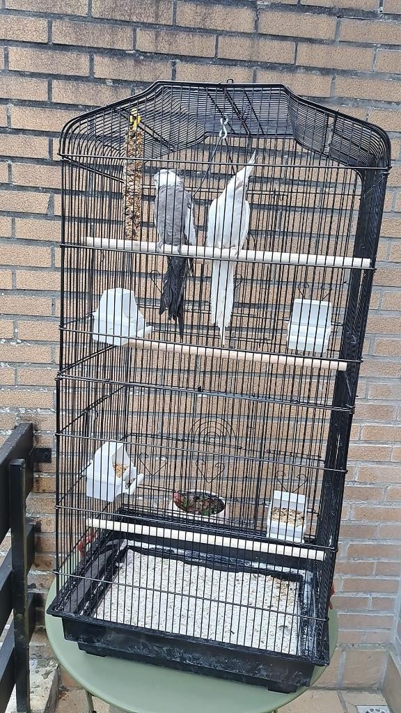 valparkiet met kooi zand eten snack, Animaux & Accessoires, Oiseaux | Oiseaux Autre, Mâle