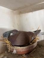 Meulemans duiven gezocht, Animaux & Accessoires