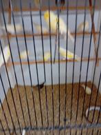 Mooien groote gezonde kanaries, Dieren en Toebehoren