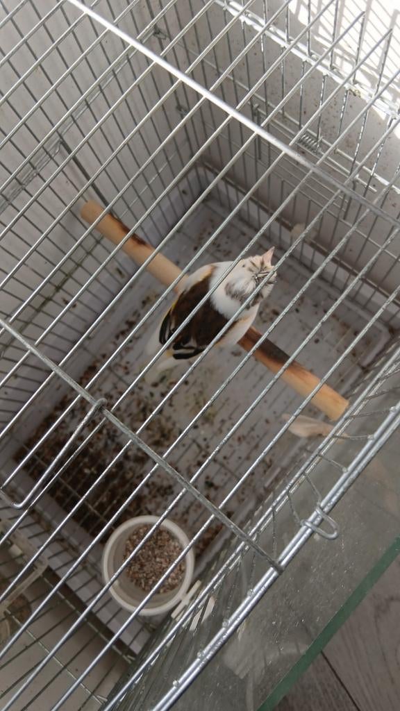 Mitis  epi  panaché.  2025, Animaux & Accessoires, Oiseaux | Oiseaux Autre