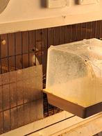 Merle blanc 2025, Animaux & Accessoires, Mâle, Oiseau chanteur sauvage, Bagué