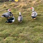 Barberies, Animaux & Accessoires, Volatiles, Plusieurs animaux, Oie ou Cygne