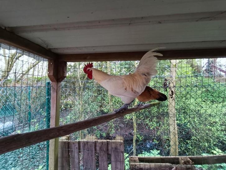 Gratis witte haan, Dieren en Toebehoren, Pluimvee, Mannelijk