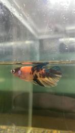 Mannelijke koi betta, Dieren en Toebehoren