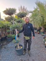 Olives du plateau, Enlèvement ou Envoi