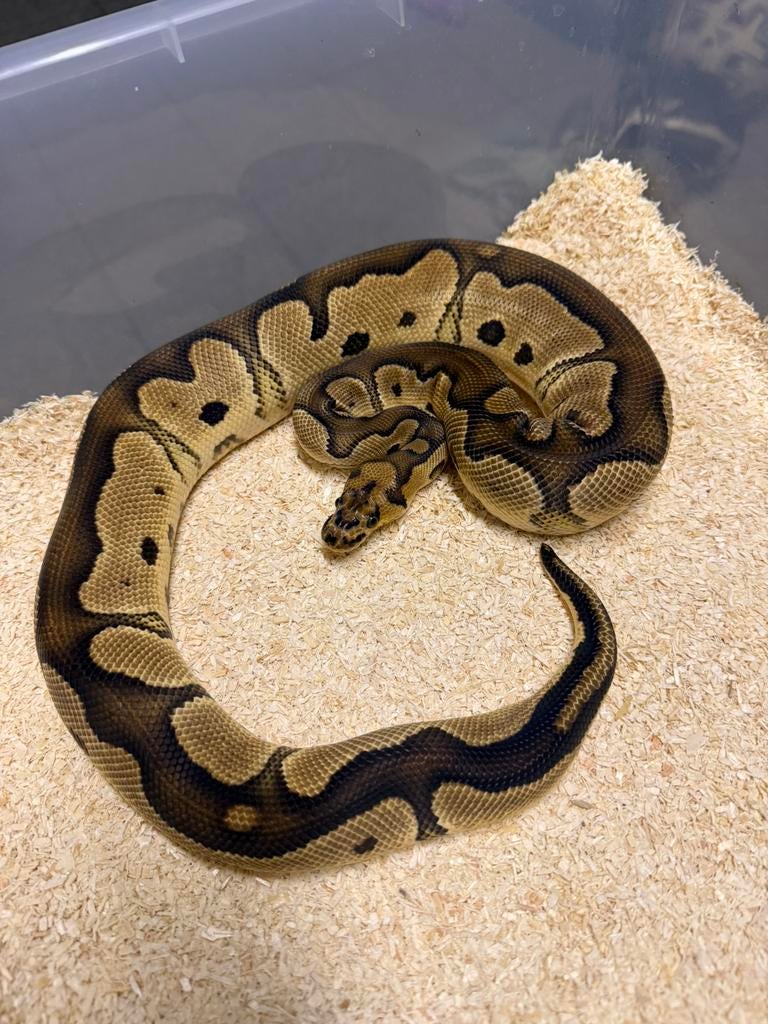 1.0 Clown 66%het Ultramel, Dieren en Toebehoren