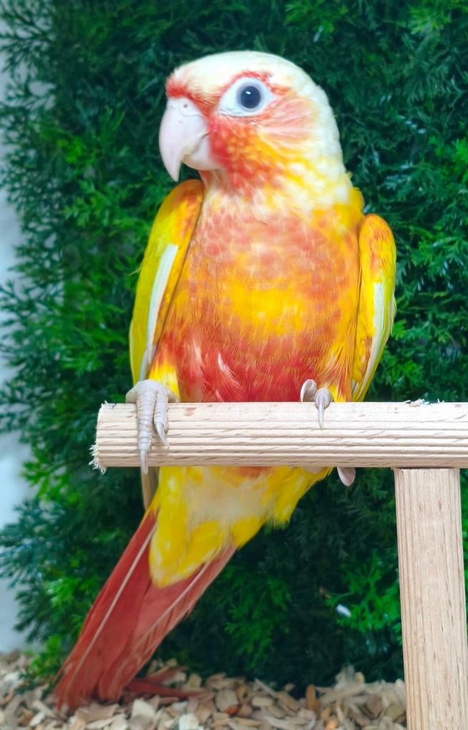 Mannelijke Pyrrhura Molinae Suncheek, Dieren en Toebehoren, Vogels | Parkieten en Papegaaien, Mannelijk, Geringd