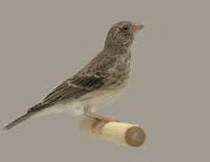 GEZOCHT: edelzanger POP