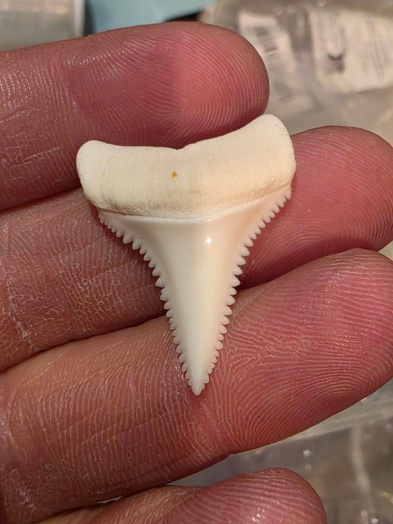 Beaux Carcharodon carcharias récents de Madagascar 3,1 cm, Collections, Minéraux & Fossiles, Enlèvement ou Envoi, Autres types