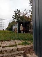 Bonjour je cherche pour tondre mais deux alpagas, Enlèvement