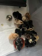 Poussins d'un jour (10/03), Animaux & Accessoires