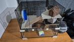 Hamster kooi, Dieren en Toebehoren, Ophalen, Gebruikt, Kooi, Hamster