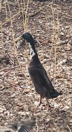 Indische loopeend man, Mâle, Canard