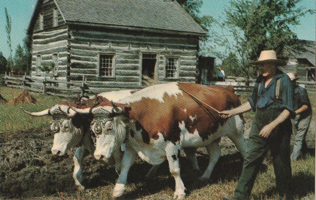 OSSEN  GAAN  PLOEGEN  IN  CANADA, Verzamelen, Postkaarten | Dieren, Verzenden, Ongelopen, Overige soorten