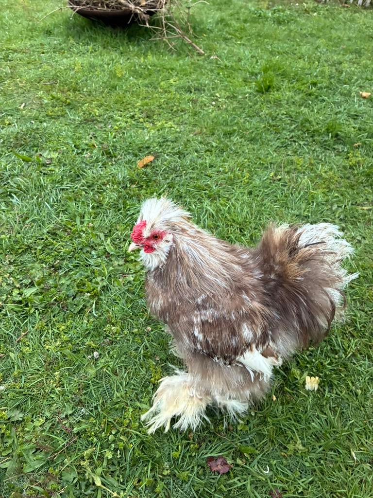 USA Zijdehoen - Choco mottled haan, Dieren en Toebehoren, Pluimvee