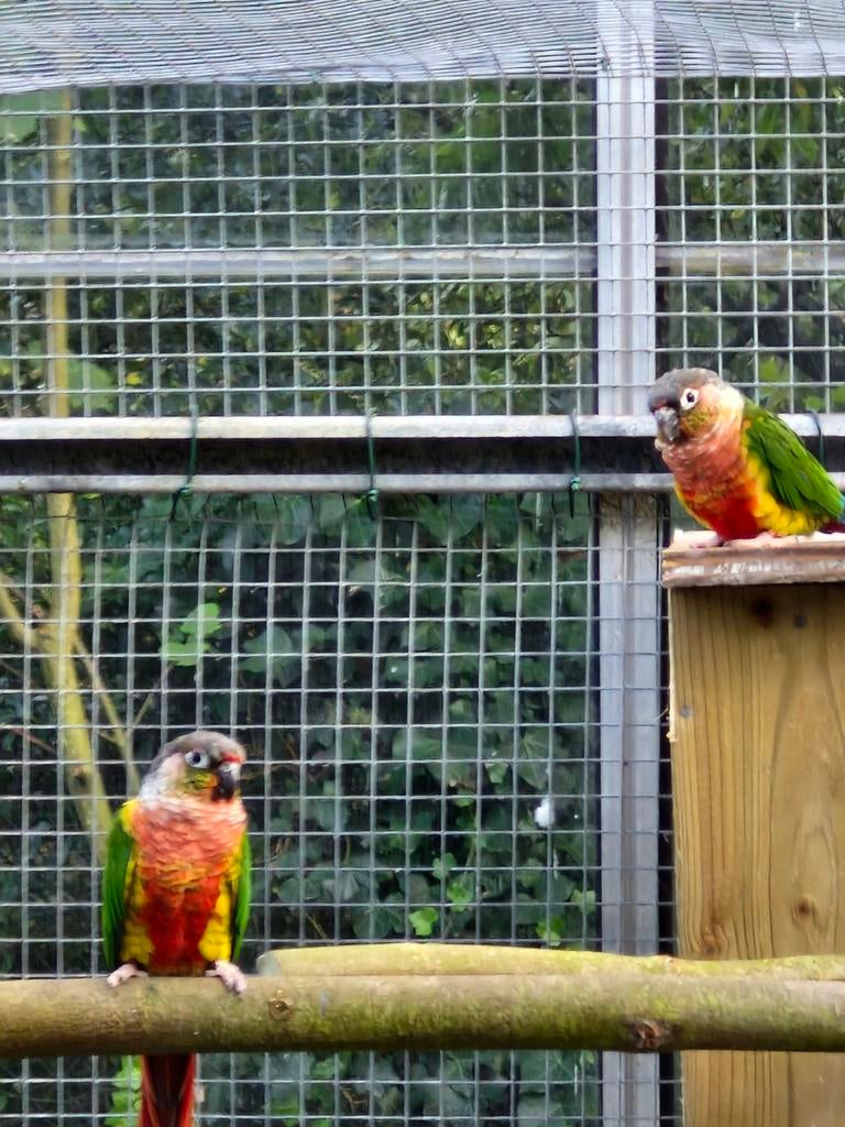 Pyrrhura molinea red factor 2026, Animaux & Accessoires, Oiseaux | Perruches & Perroquets