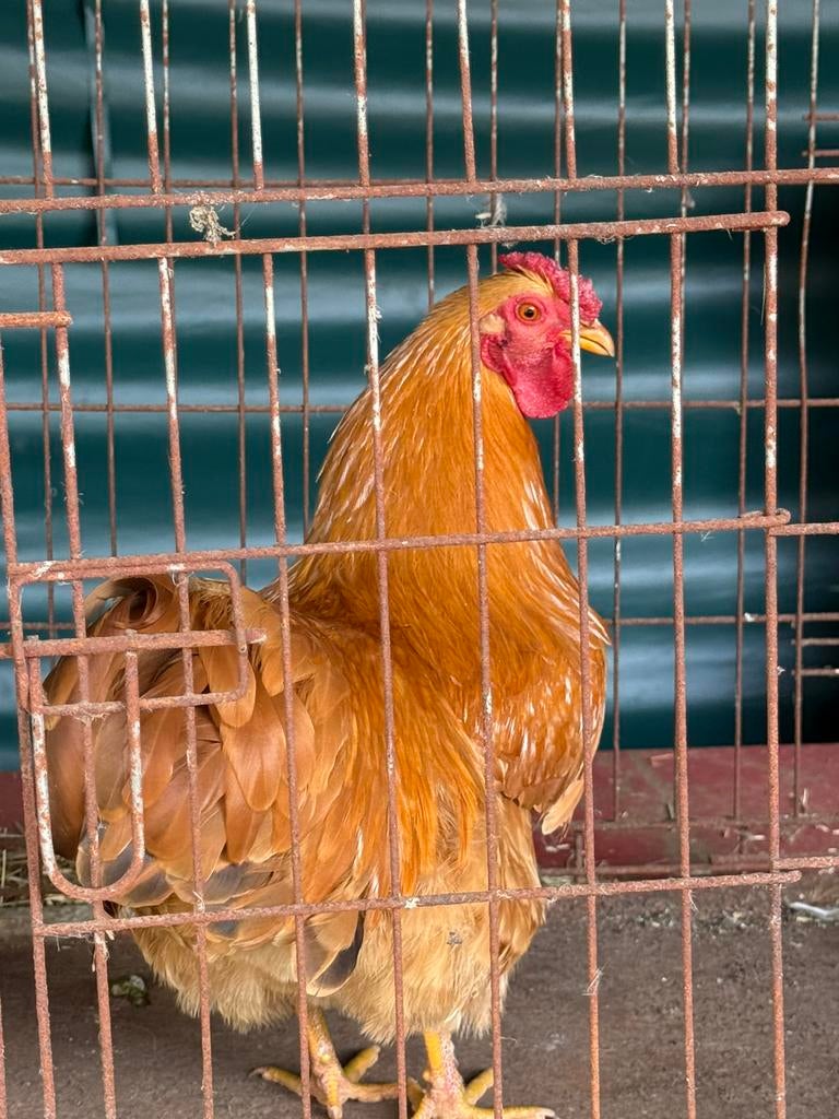 Gratis Kriel Haan, Mâle, Poule ou poulet