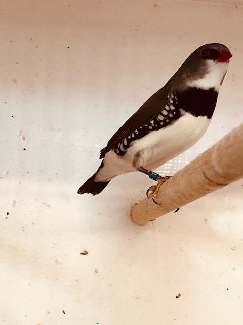 Diamantvink man, Mâle, Oiseau tropical, Bagué