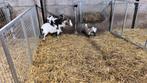 dwerggeiten, Dieren en Toebehoren, Meerdere dieren, Geit