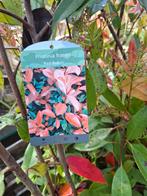 Photinia red robin, Tuin en Terras, Planten | Tuinplanten, Ophalen