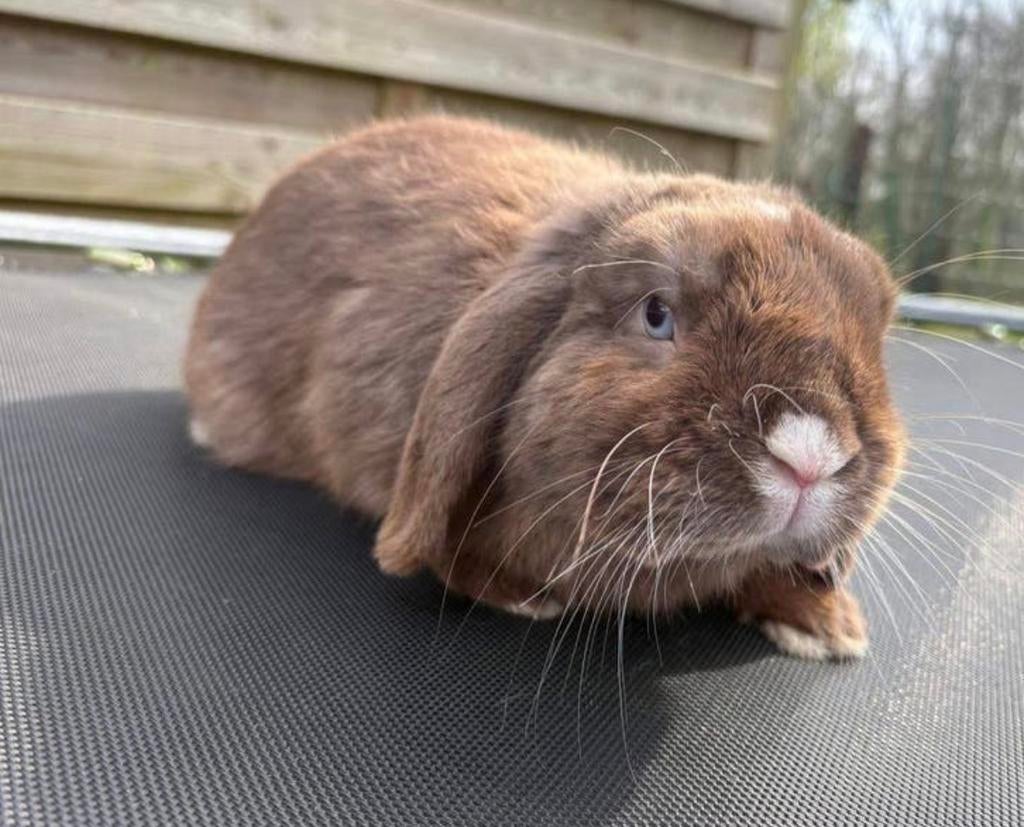 Bélier NHD, Animaux & Accessoires, Lapins, Nain, Mâle, 0 à 2 ans, Oreilles tombantes