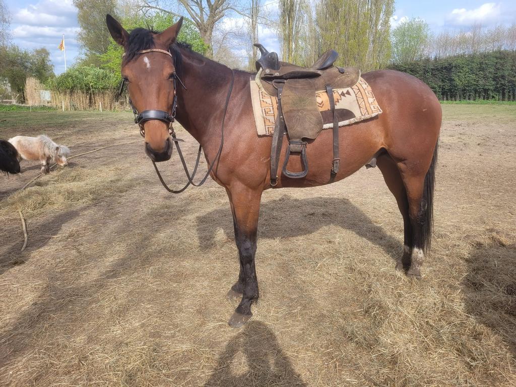 Allrounder !, Animaux & Accessoires, Poneys