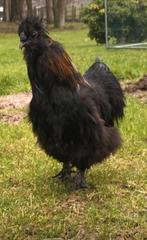 Zijdehoen haan gratis, Dieren en Toebehoren