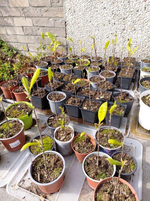 Te koop: Magnoliaplantjes, En pot, Moins de 100 cm, Plein soleil, Autres espèces