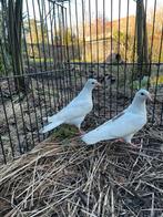 2 jonge sierduifjes, Animaux & Accessoires, Oiseaux | Pigeons, Sexe inconnu, Autres espèces